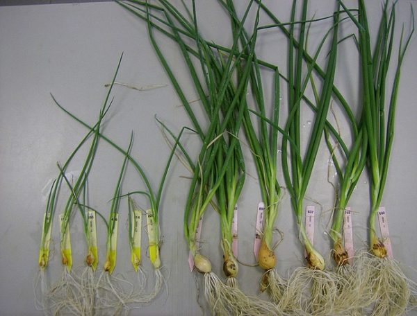 Afbeelding Hoe biostimulanten bijdragen aan een gezonde bodem