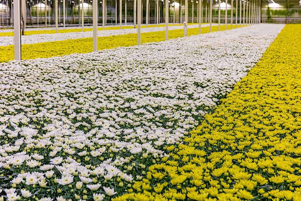 Afbeelding Focus op silicium en calcium