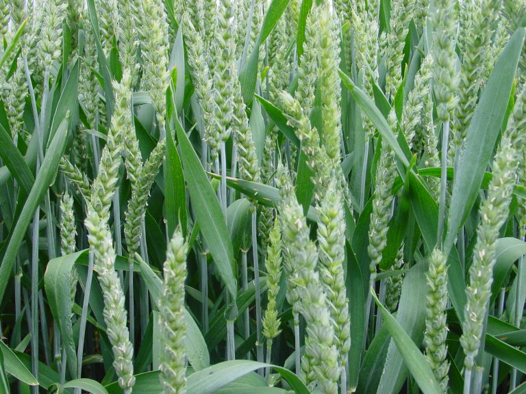 Afbeelding Onderzoek naar eiwitten in graan biedt perspectief voor Nederlands baktarwe