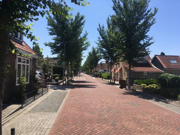 Afbeelding Bomen zijn net mensen, ze zijn allemaal anders