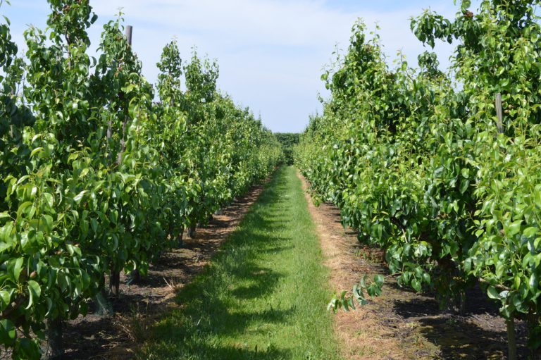 Afbeelding Sporenelementen: bijzaak of hoofdzaak, blad of bodem?