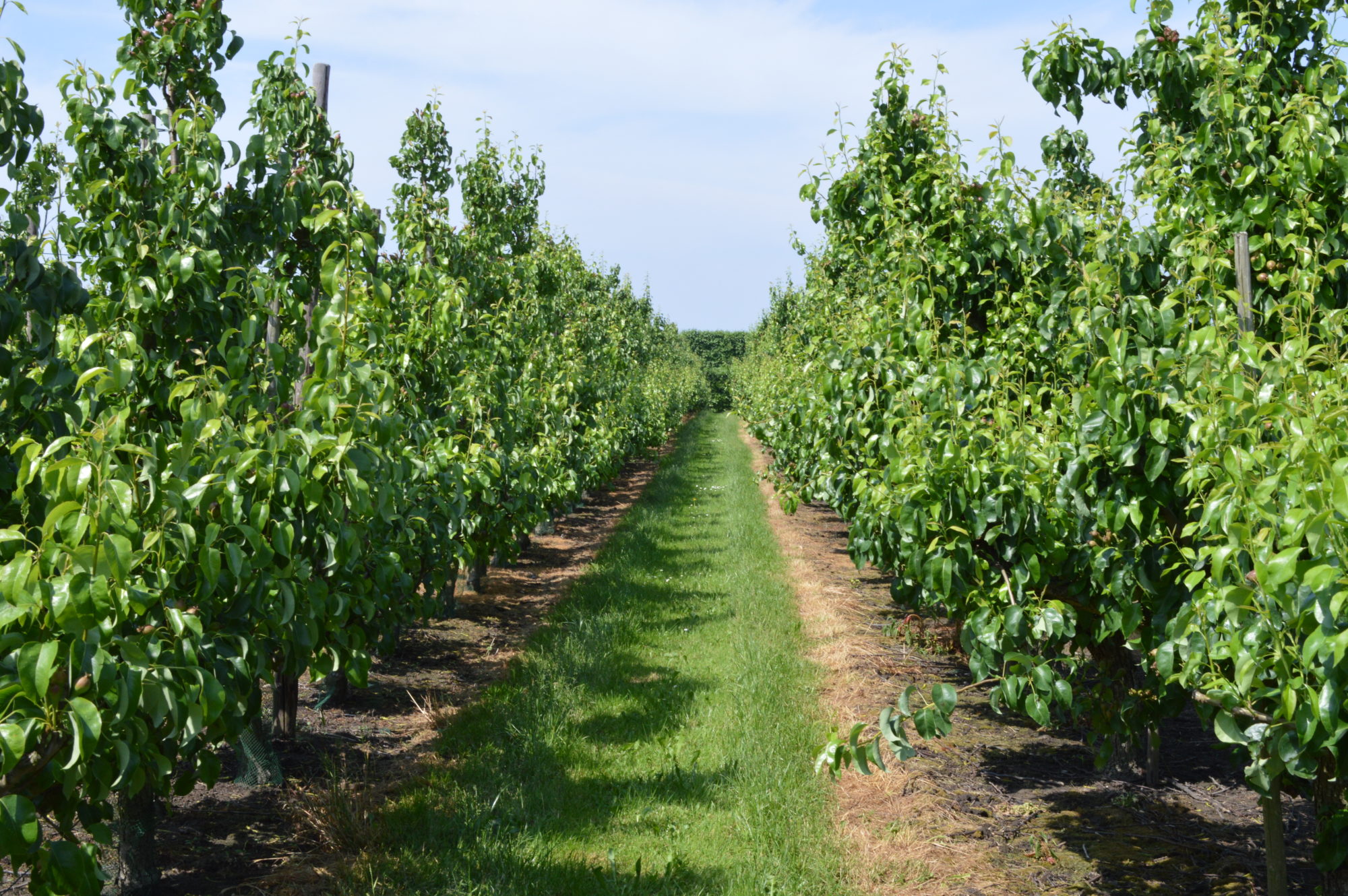Afbeelding Sporenelementen: bijzaak of hoofdzaak, blad of bodem?