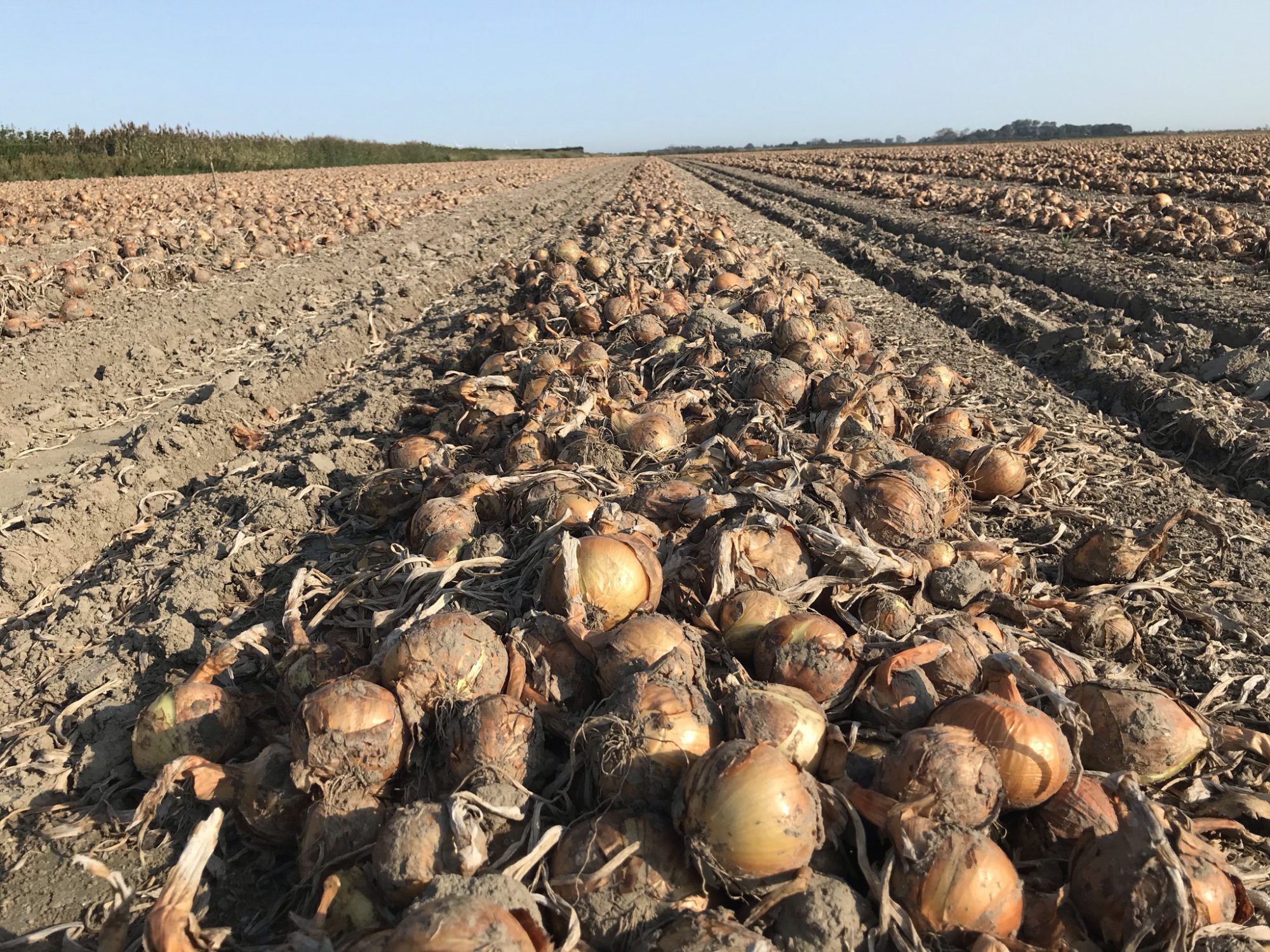 Afbeelding “Je hebt het stuur in handen met fertigatie, meer opbrengst én een betere kwaliteit”
