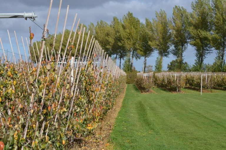 Afbeelding Fruitteelt winterlezing – Willemstad