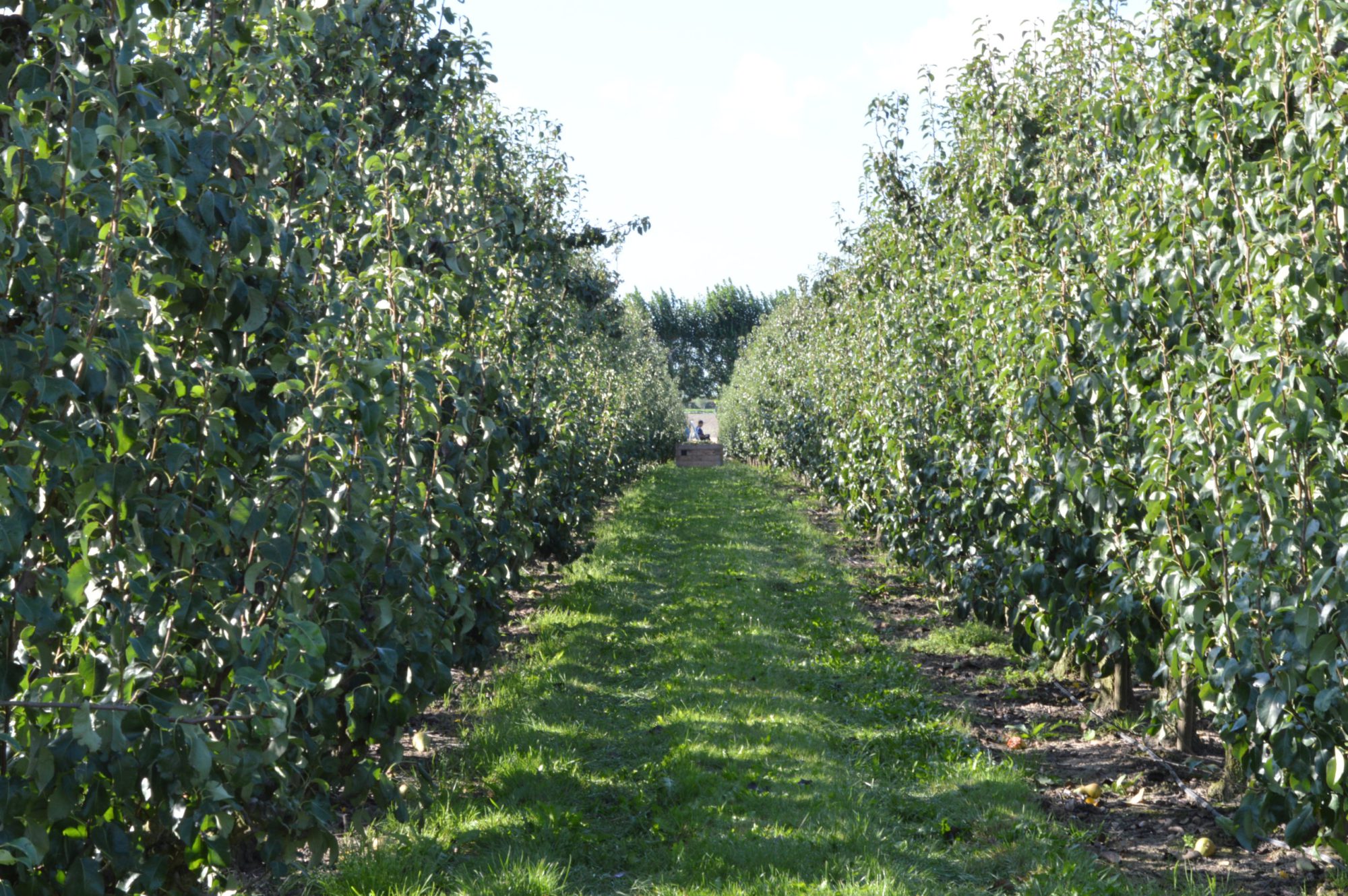 Afbeelding Bladvoeding na de pluk