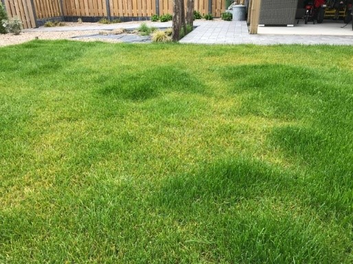 Afbeelding Bestrijden van emelten, engerlingen en taxuskevers