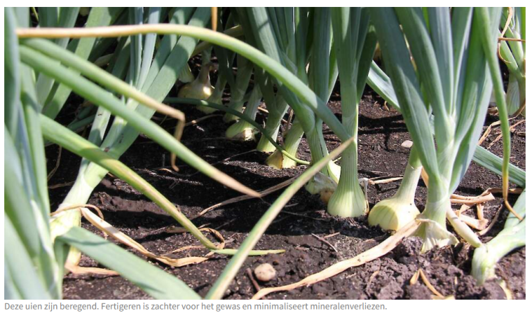 Afbeelding Van Iperen overtuigd van rendement fertigatie in uien