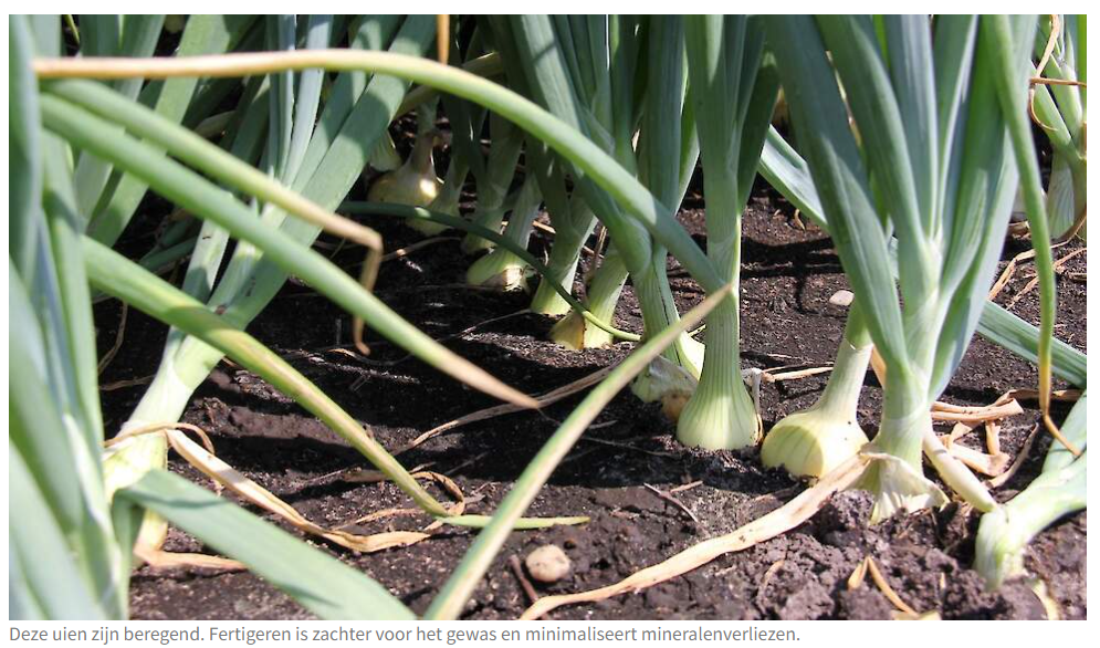 Afbeelding Van Iperen overtuigd van rendement fertigatie in uien