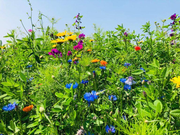 Afbeelding Meerjarig Akkerrandmengsel