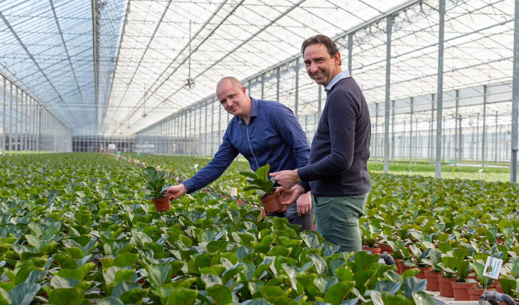 Afbeelding Elke plant is klaar voor de vensterbank