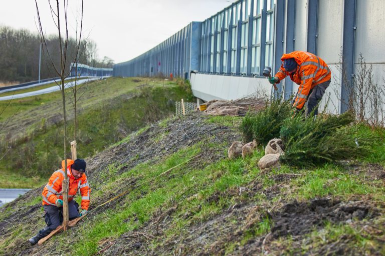 Afbeelding Bodemverbeteraar TerraCottem stimuleert ontwikkeling bomen