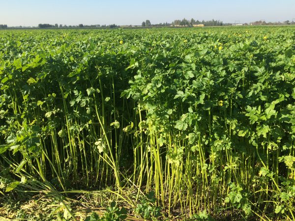 Afbeelding Tips om het organische stofgehalte na de oogst te verbeteren