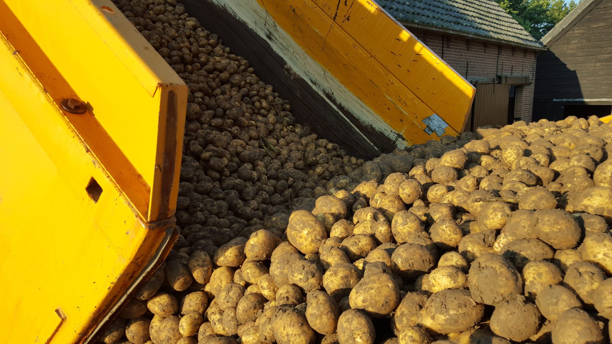 Afbeelding Aardappelbewaring