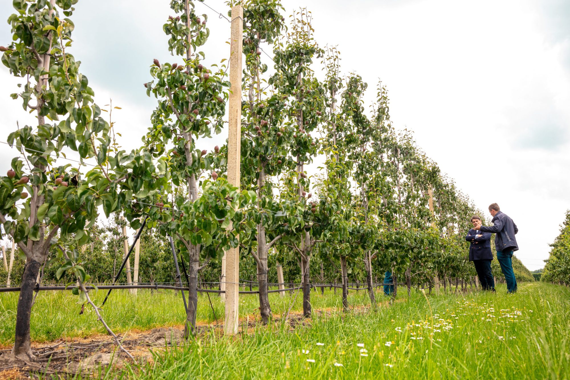 Afbeelding Zeeuwse Fruitteeltdag