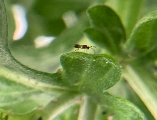 Afbeelding Proefresultaat bladluizen in potchrysant