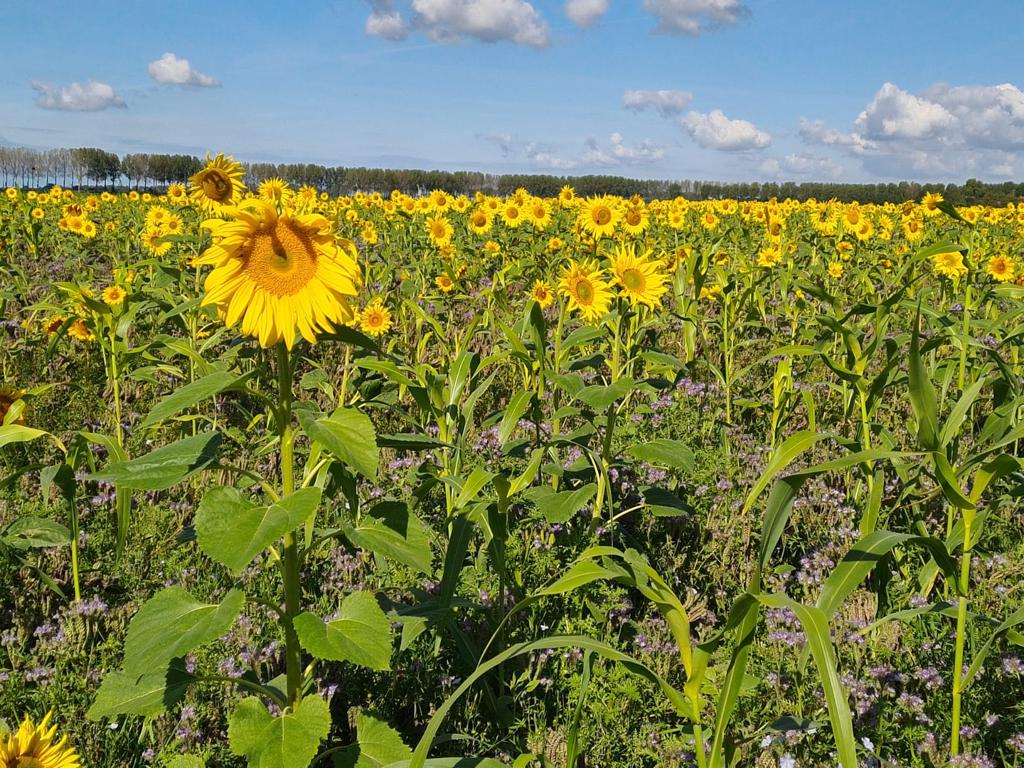 Afbeelding Het overwinteren van groenbemesters