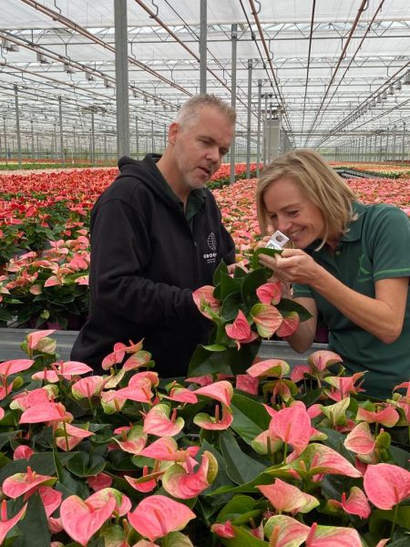 Afbeelding Biologische tripsaanpak in Tinte