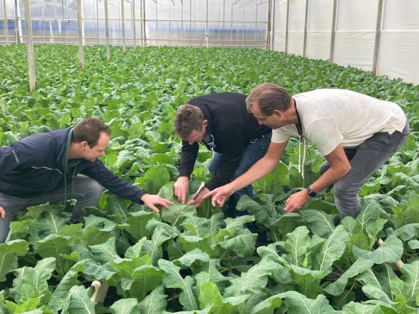 Afbeelding Bloemkool op de plaats van chrysanten