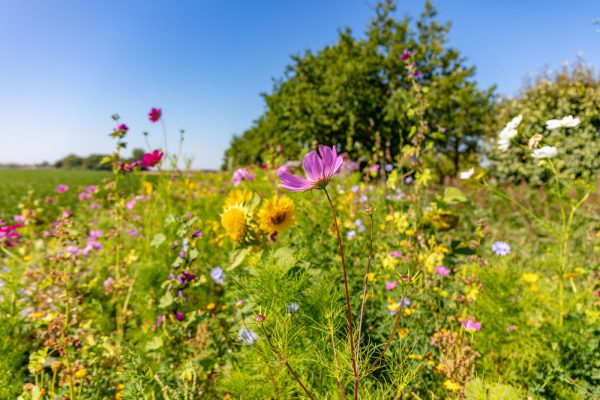 Afbeelding Akkerranden verfraaien ‘mooiste eiland van de wereld’