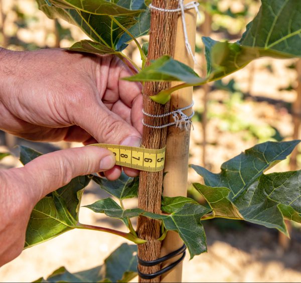Afbeelding “Fertigatie geeft grote voordelen bij kweken van laanbomen”