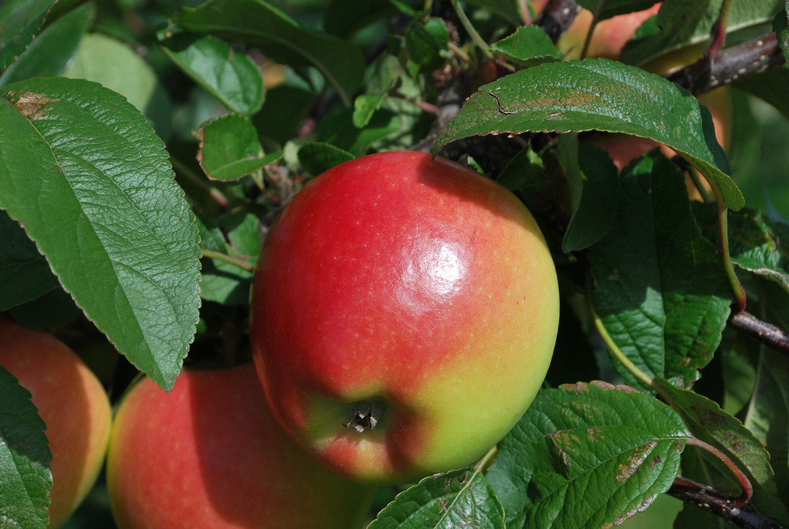 Afbeelding Fruitteelt winterlezingen