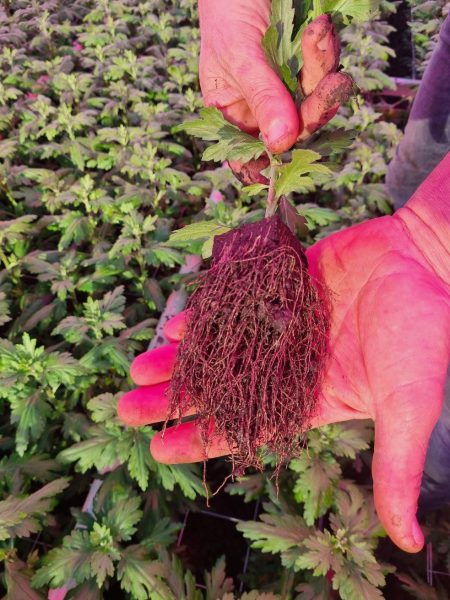 Afbeelding “Strakker wordt het niet”