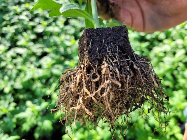 Afbeelding “Strakker wordt het niet”