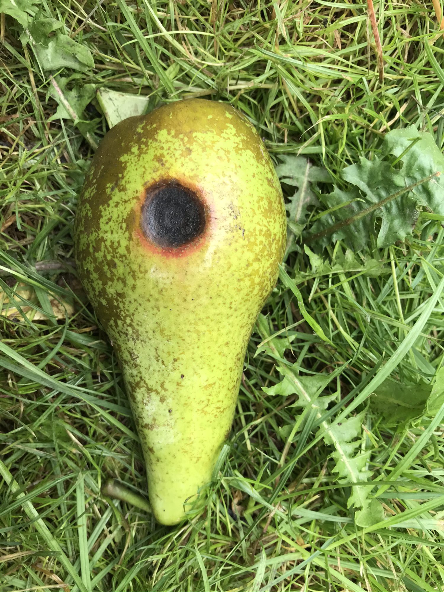 Afbeelding Toelating Trianum-P in peer