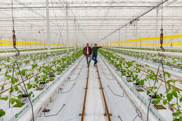 Afbeelding Helemaal aan de snoeptomaatjes