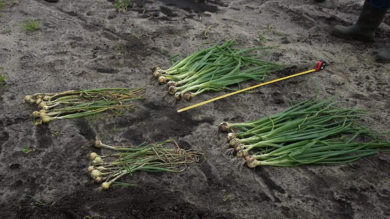 Afbeelding Fertigatie is tuinbouwmatige akkerbouw met meststoffen in druppelirrigatiewater
