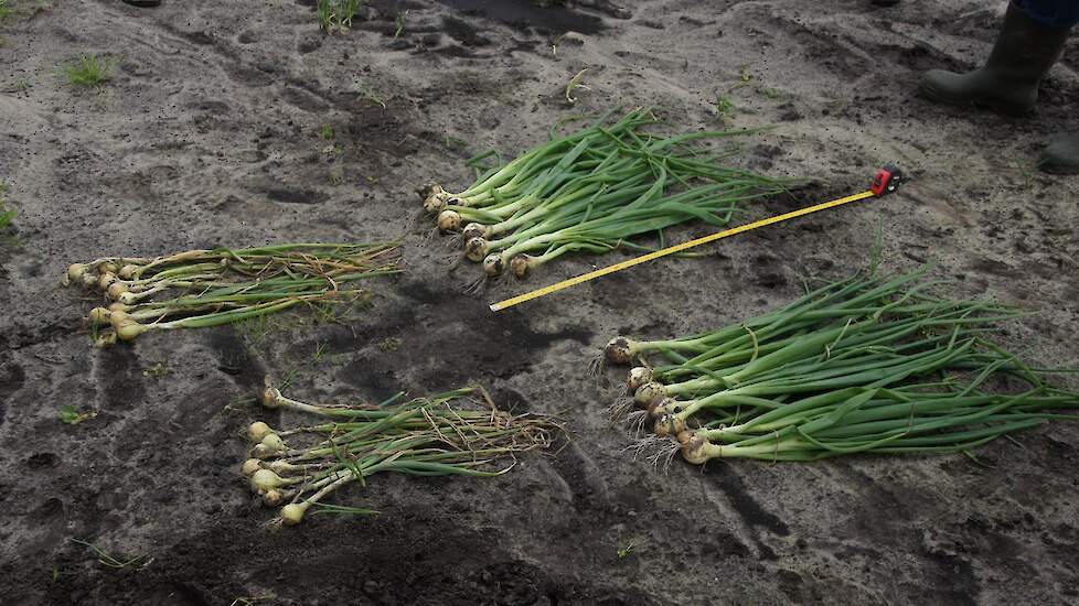 Afbeelding Fertigatie is tuinbouwmatige akkerbouw met meststoffen in druppelirrigatiewater