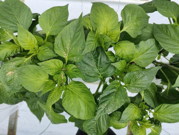 Afbeelding Terugblik Gewasbeschermingsdag Groenteteelt & update proef