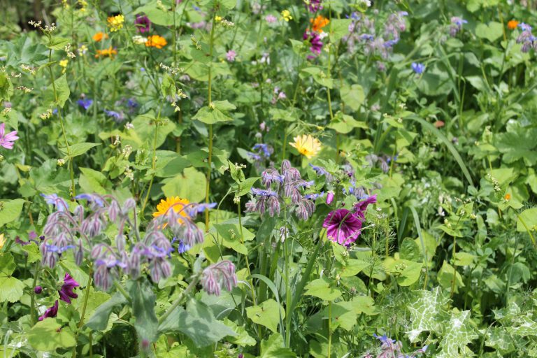 Afbeelding Inzaaien bloemenmengsel Fruitmax