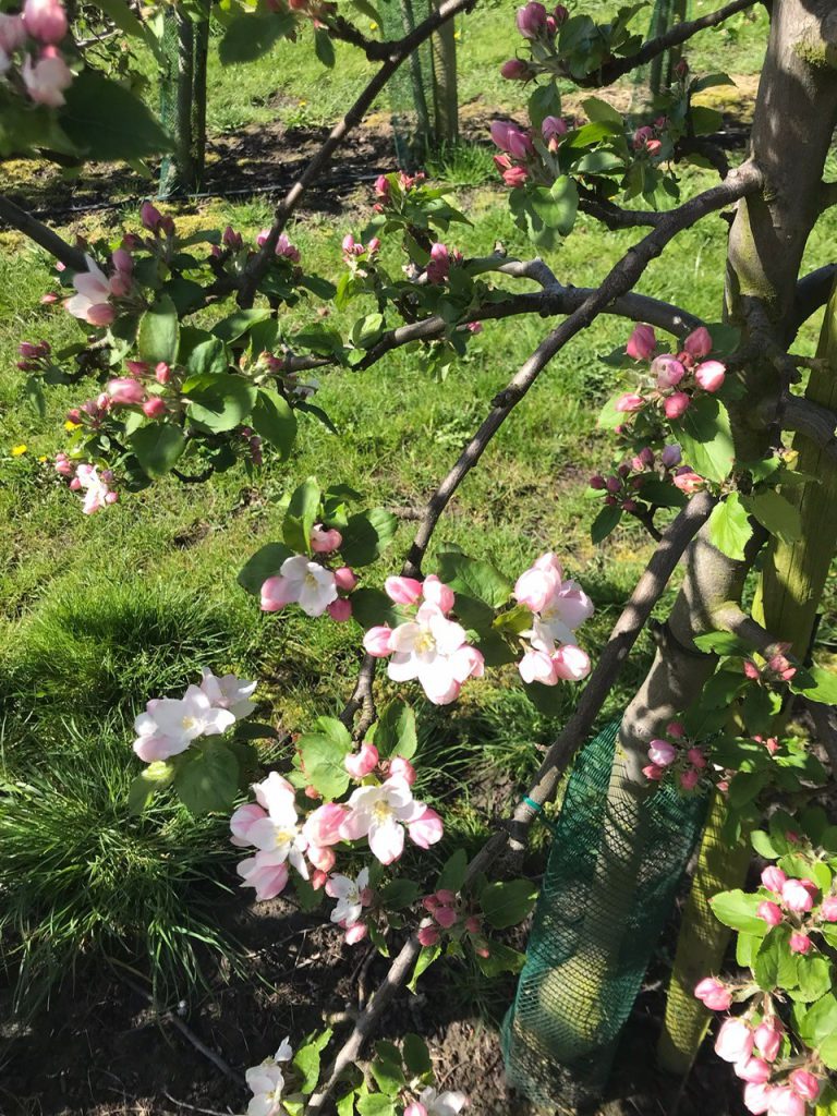 Afbeelding Vruchtzetting appel