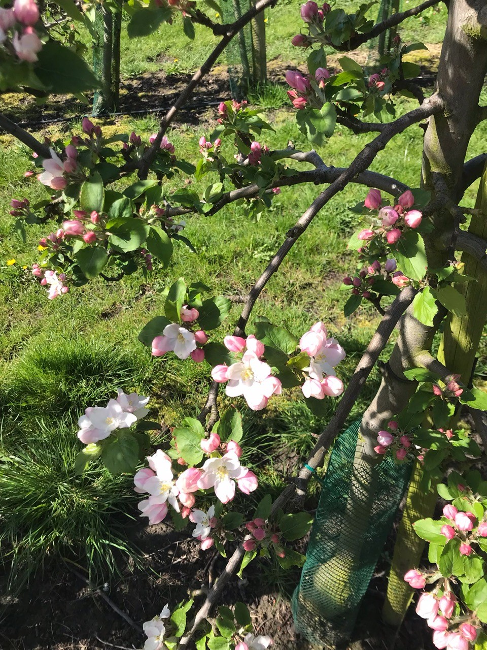 Afbeelding Vruchtzetting appel