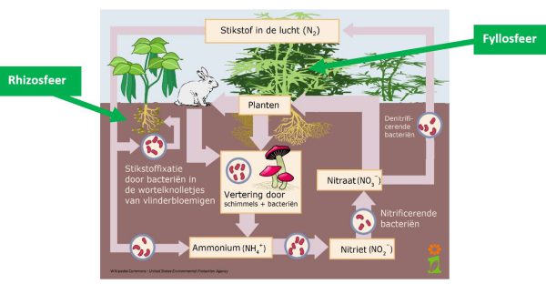 Afbeelding Stikstofbindende bacteriën