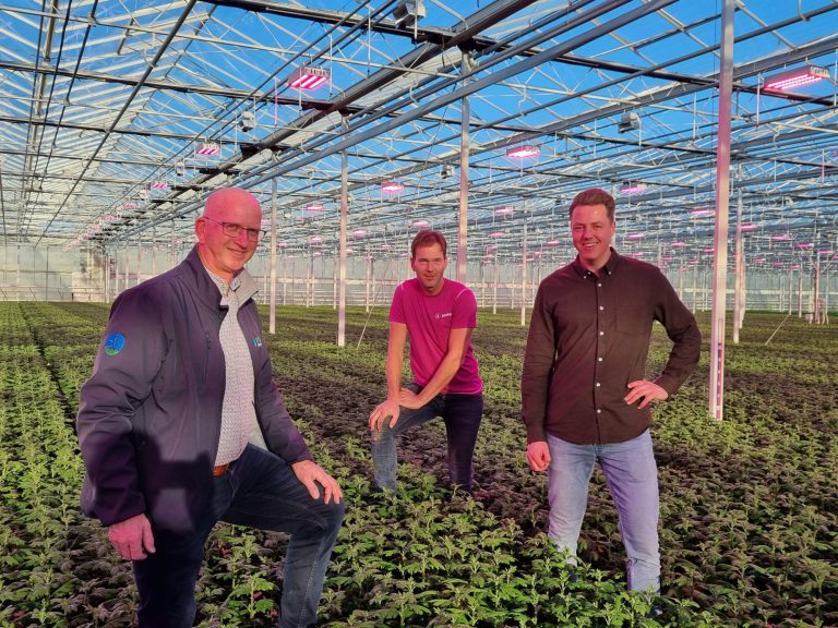 Afbeelding Biostimulanten: verschil in chrysant is zichtbaar