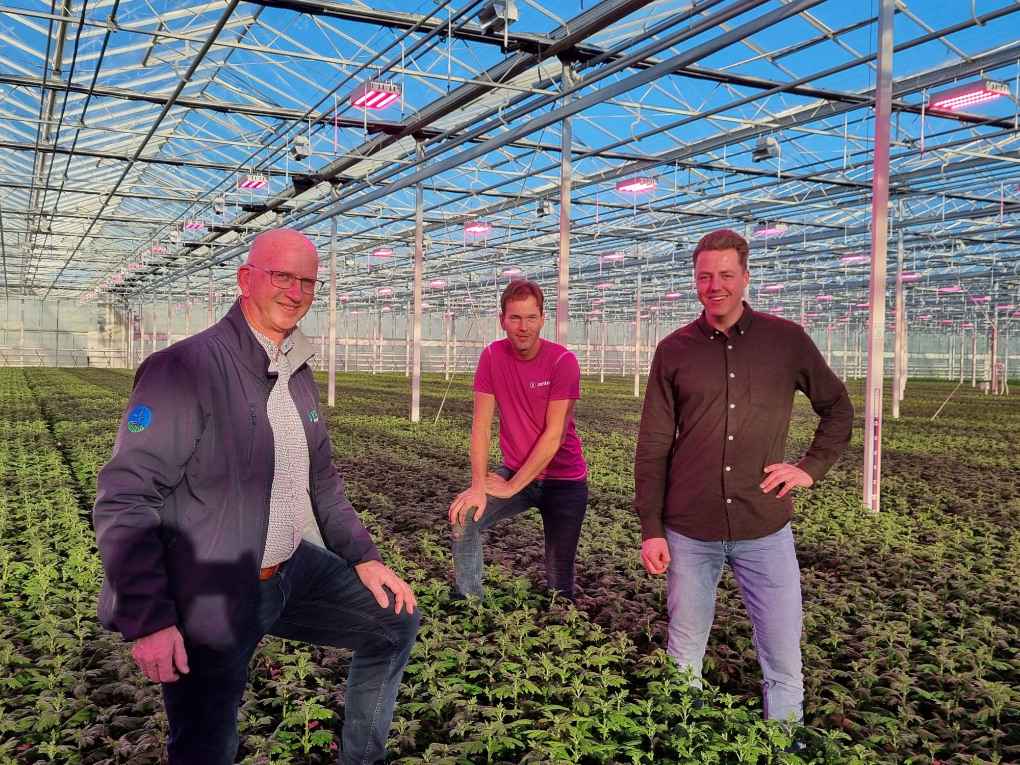 Afbeelding Biostimulanten: verschil in chrysant is zichtbaar