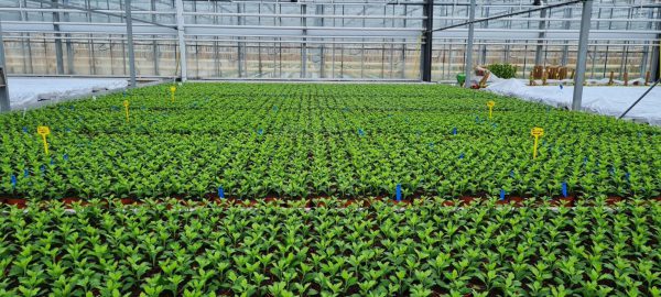 Afbeelding Afstudeeronderzoek naar biostimulanten