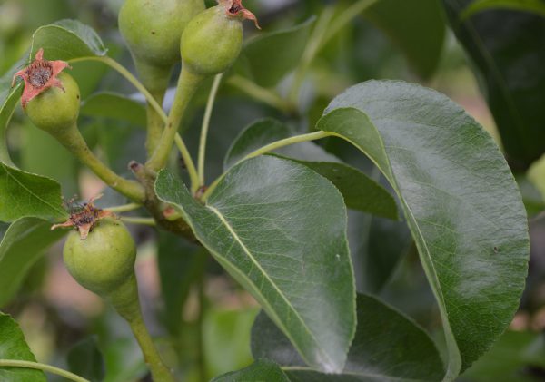 Afbeelding Prachtfruit