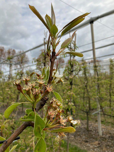 Afbeelding Belanty, een nieuw fungicide
