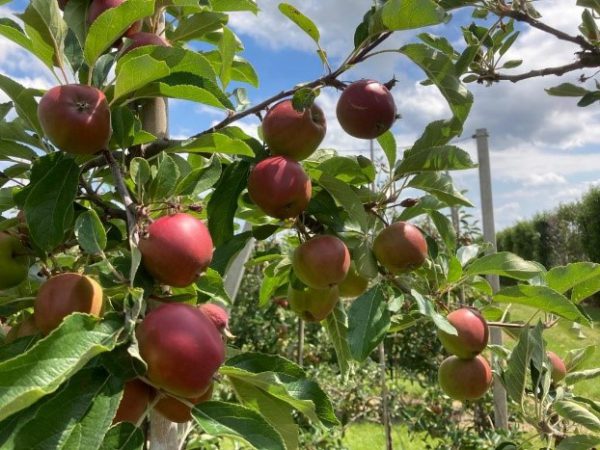 Afbeelding Prachtfruit