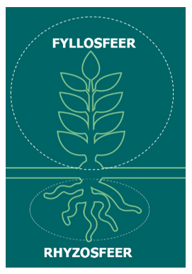 Afbeelding Stikstofbindende bacteriën