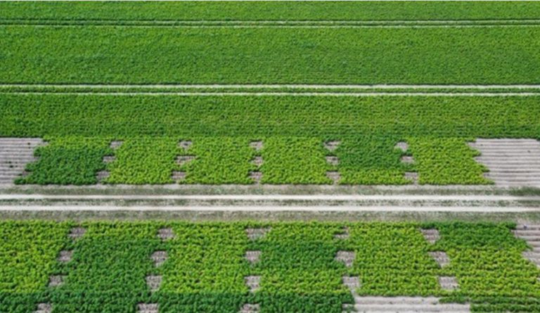 Afbeelding Bijbemesting en inzet van bladmeststoffen