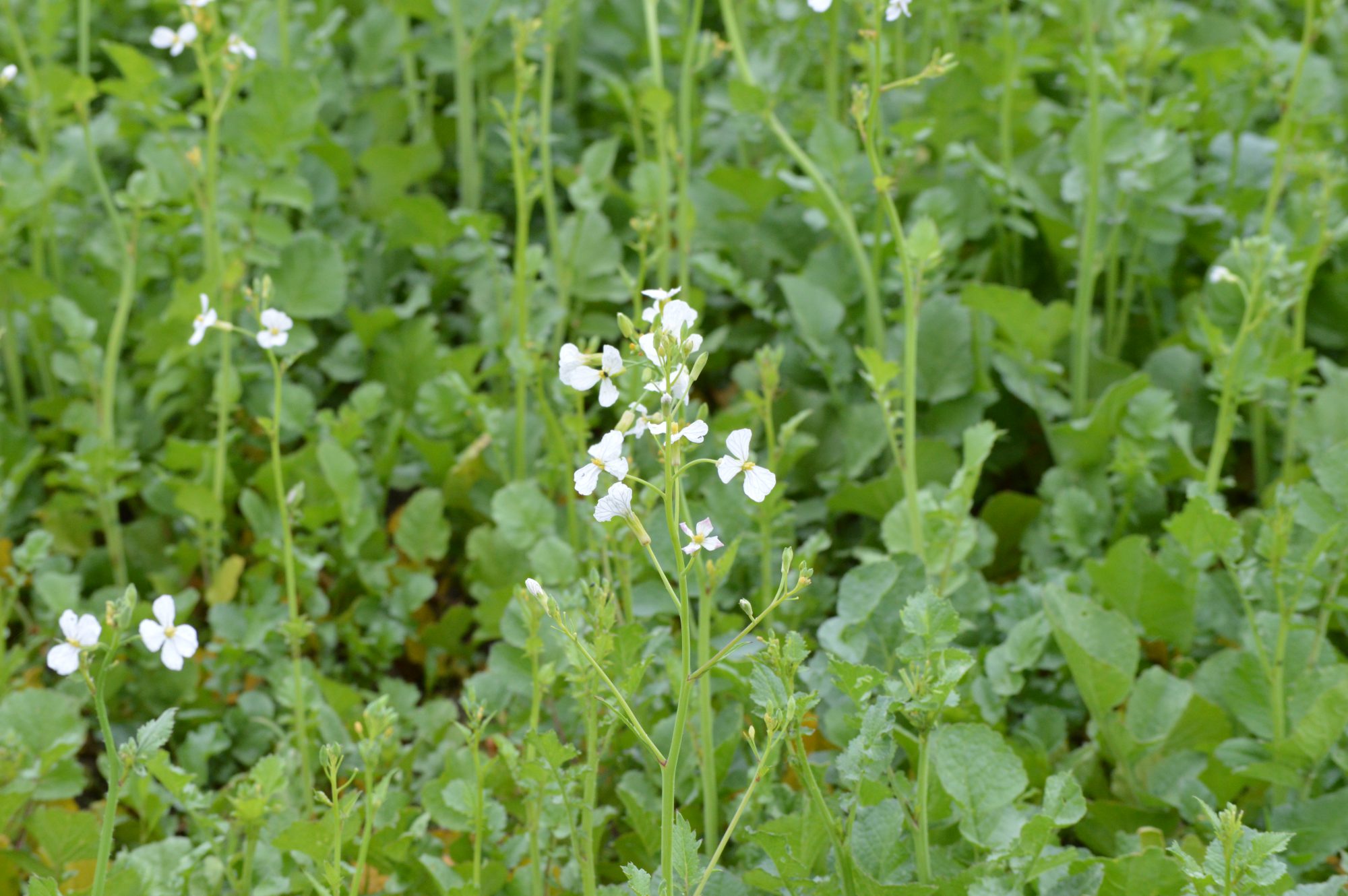 Afbeelding Hoe kies ik de juiste groenbemester?