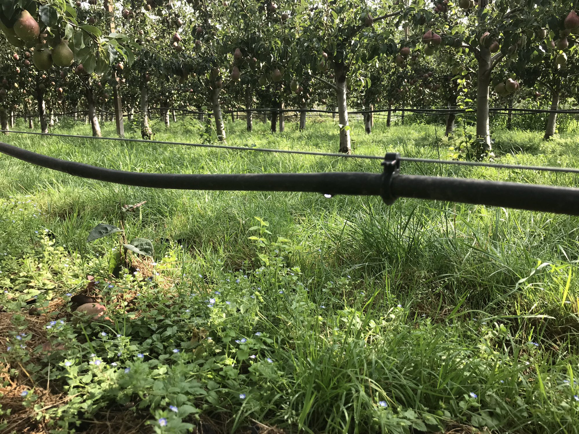 Afbeelding Optimaliseren vochthuishouding met kalium