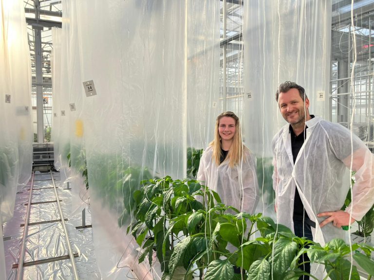 Afbeelding Resultaten proef bijvoerstrategie roofmijten