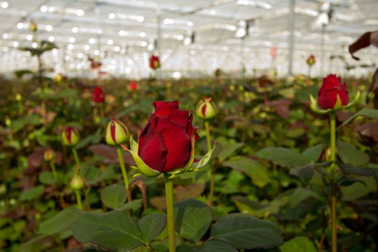 Afbeelding Licentiebijeenkomst Tuinbouw – Veiligheid en Techniek
