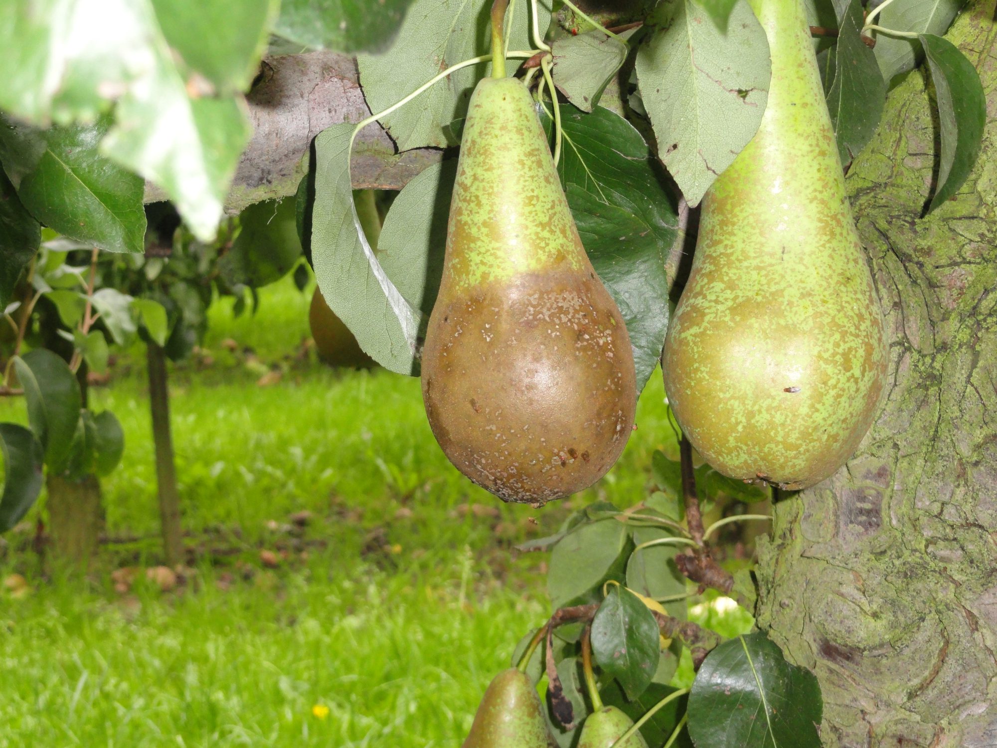 Afbeelding Bewaarziekten