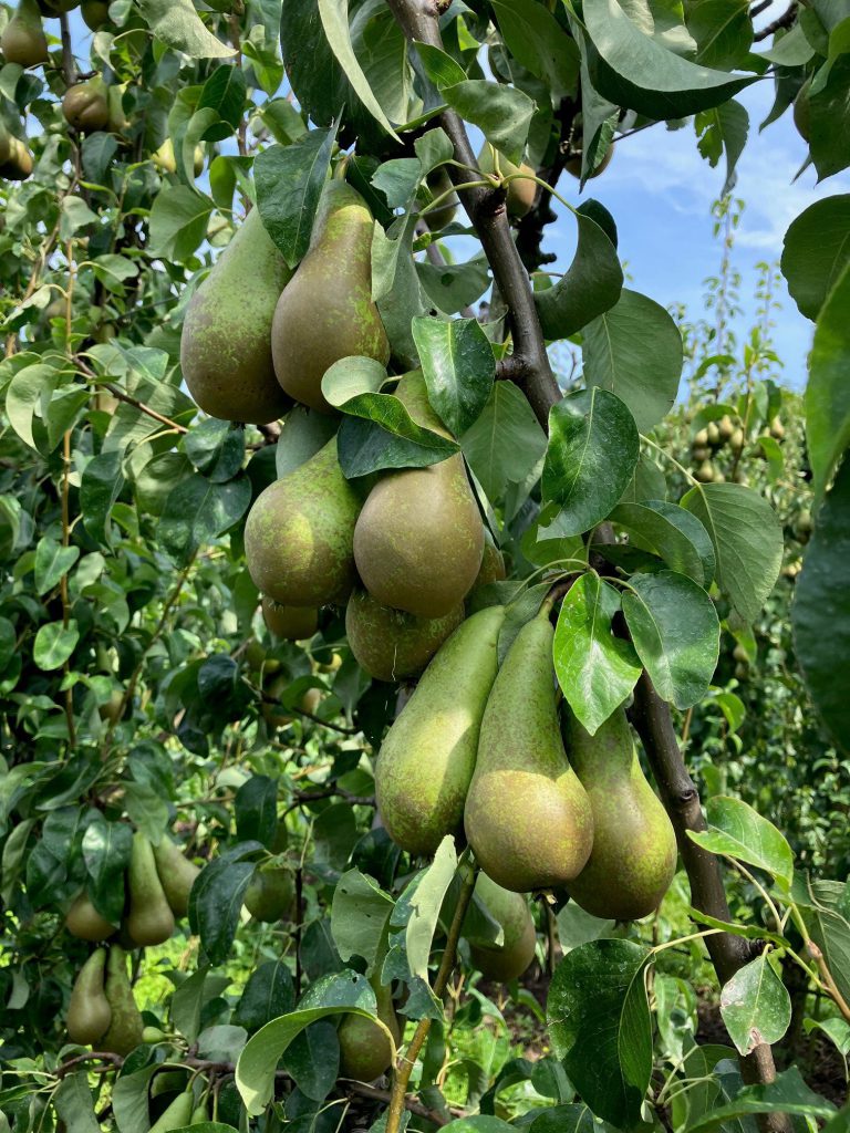 Afbeelding Voorkomen late vruchtval